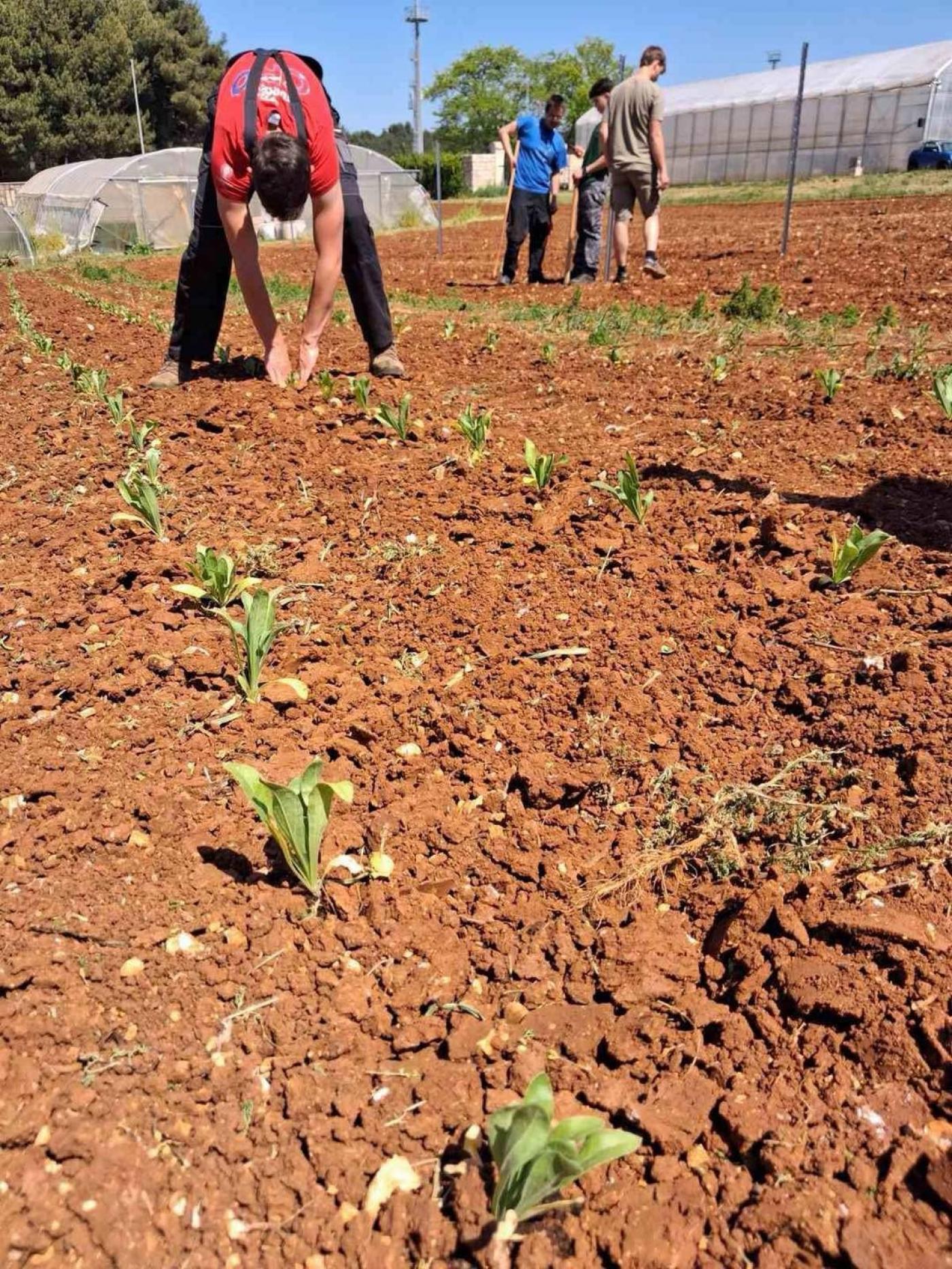 SŠ M. Balote: Od sjemenke do proizvoda – neven u rukama naših učenika