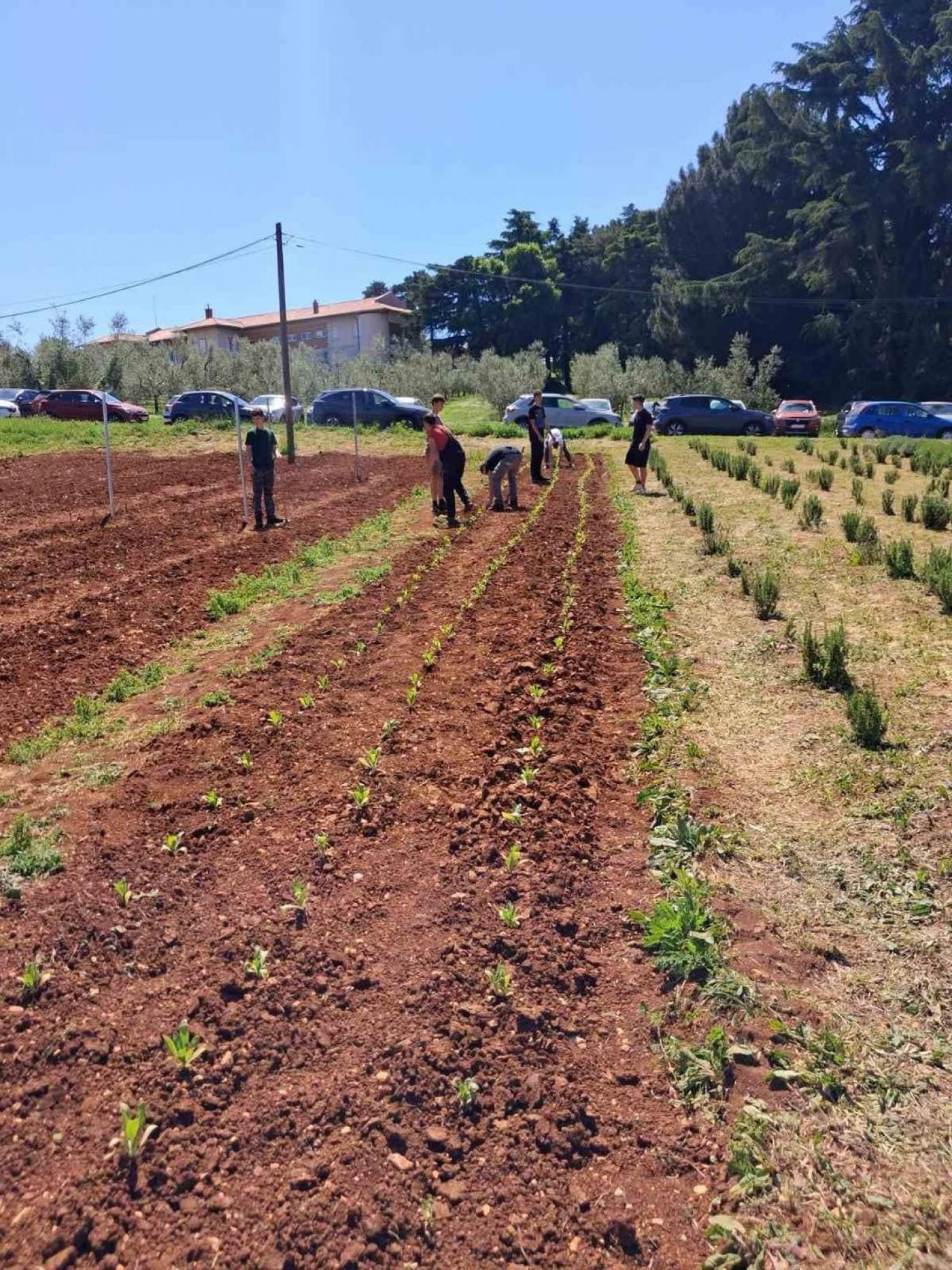 SŠ M. Balote: Od sjemenke do proizvoda – neven u rukama naših učenika