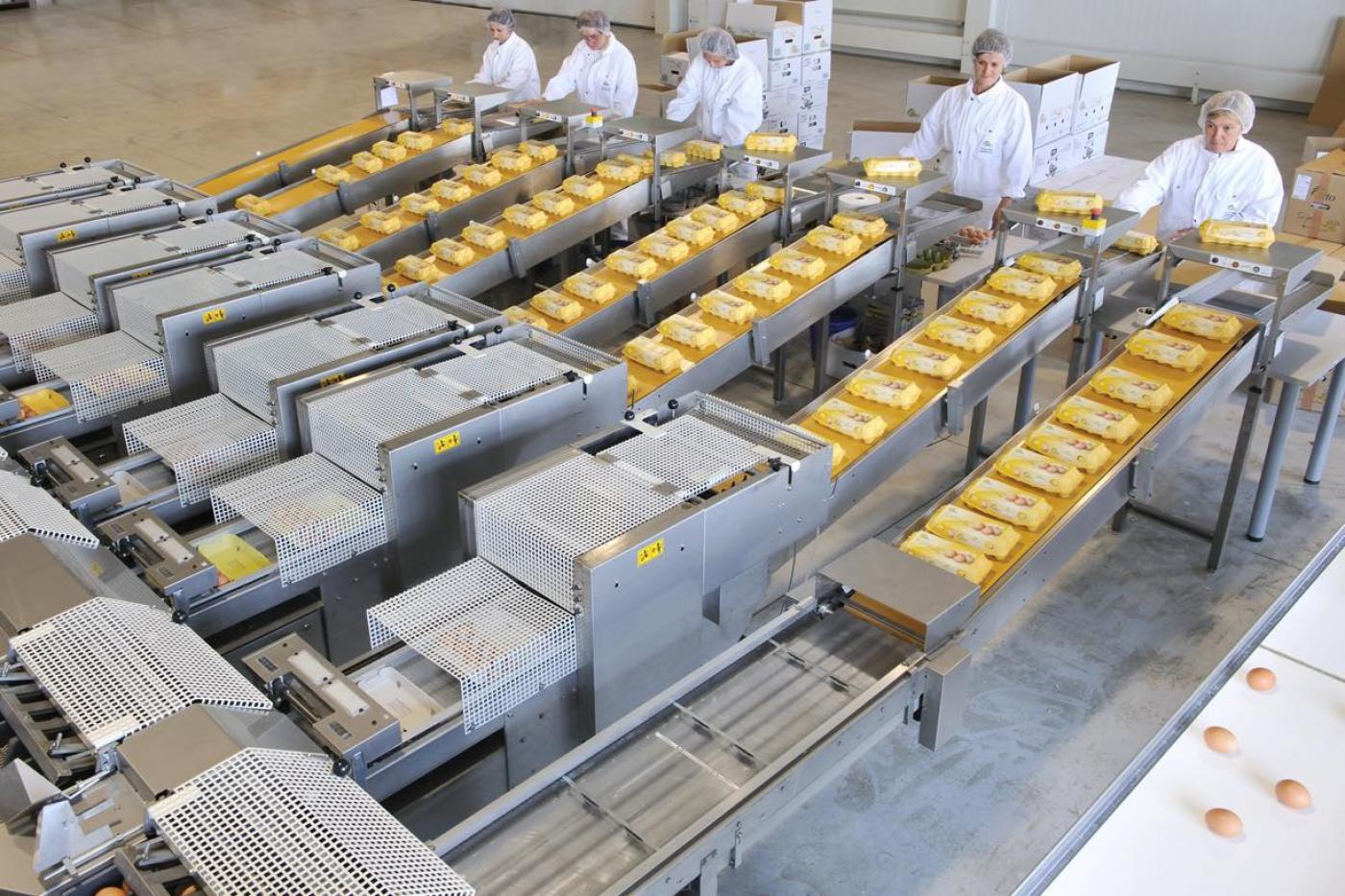 Salmonela prijeti jatima konzumnih nesilica: Hrvatski peradari svim se sredstvima bore protiv salmoneloze