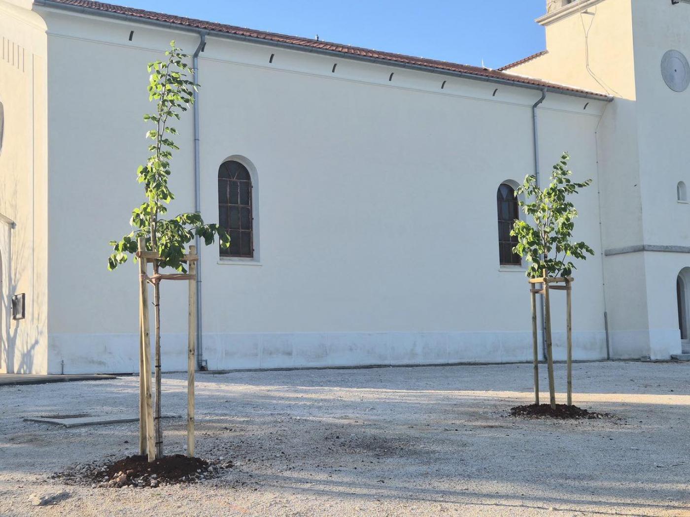 Općina Vižinada nastavlja s projektom ozelenjivanja površina, posađeno osam novih stabala
