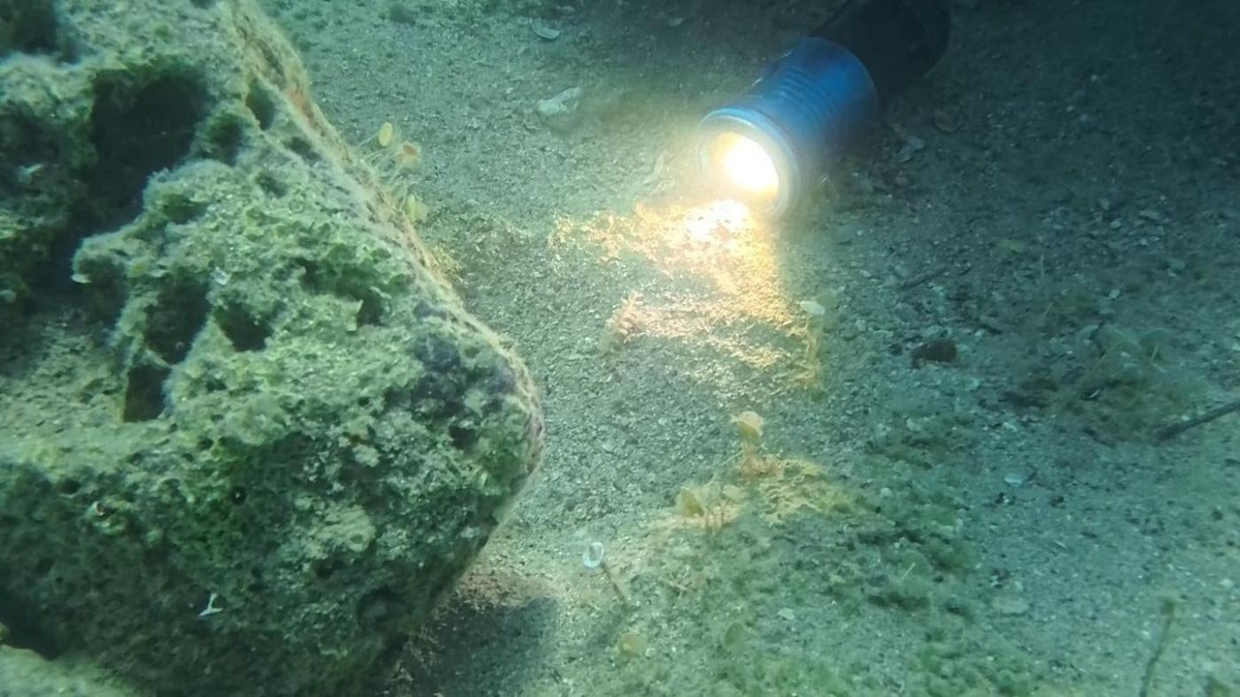 POREČ: Tračak nade za plemenitu perisku: pronađena mlada jedinka u Brulu