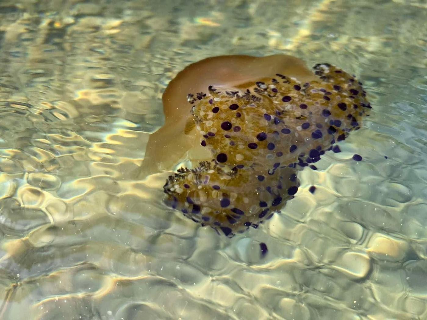 U podmorju zapadne obale Istre ovih dana viđena je mediteranska meduza Cotylorhiza tuberculata, u narodu poznata kao “jaje na oko”