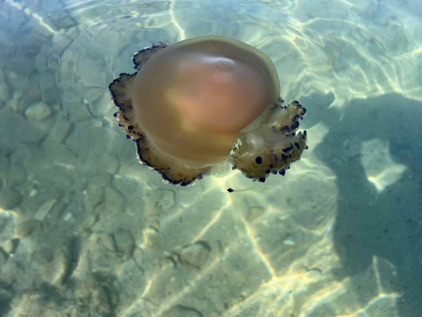 U podmorju zapadne obale Istre ovih dana viđena je mediteranska meduza Cotylorhiza tuberculata, u narodu poznata kao “jaje na oko”