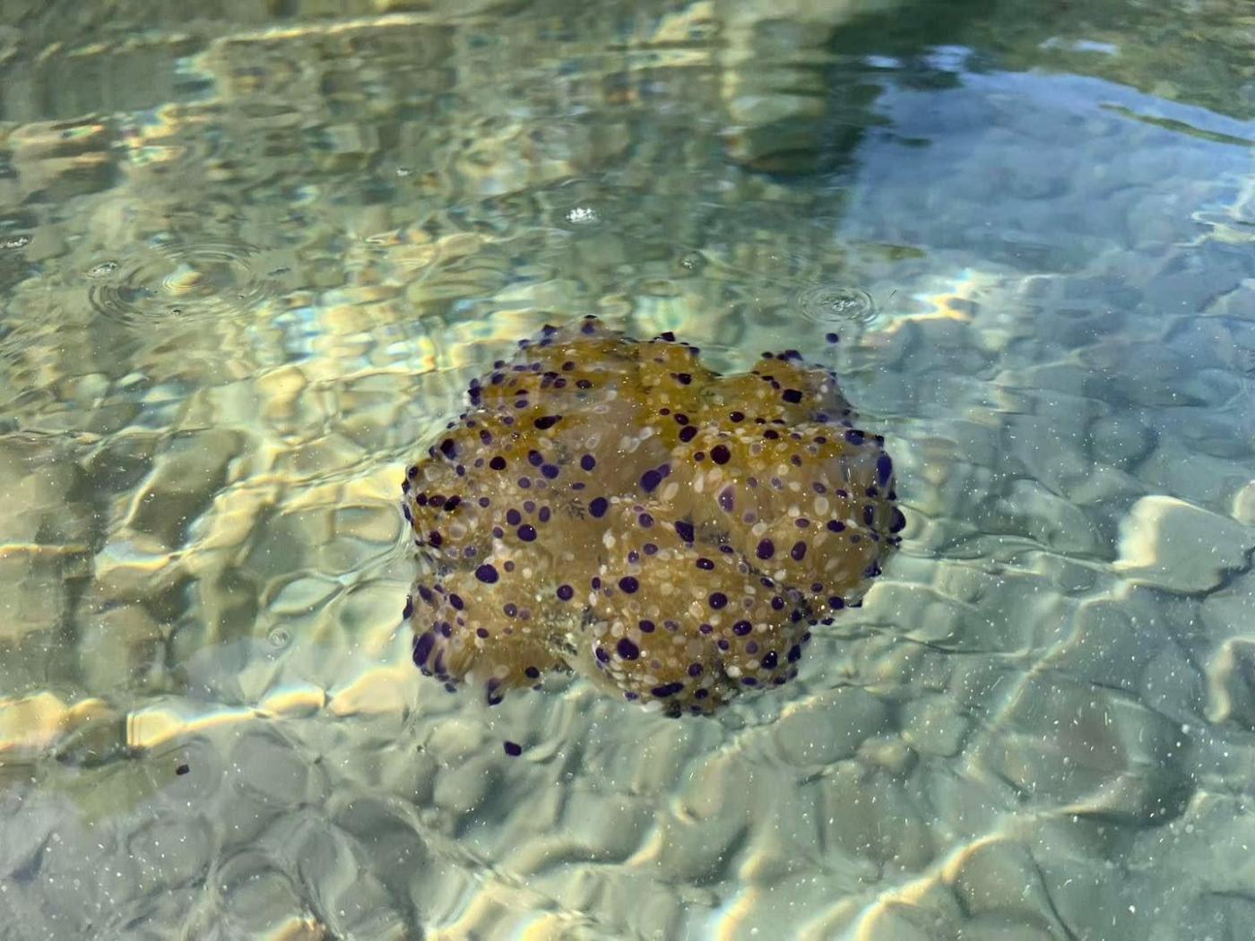U podmorju zapadne obale Istre ovih dana viđena je mediteranska meduza Cotylorhiza tuberculata, u narodu poznata kao “jaje na oko”