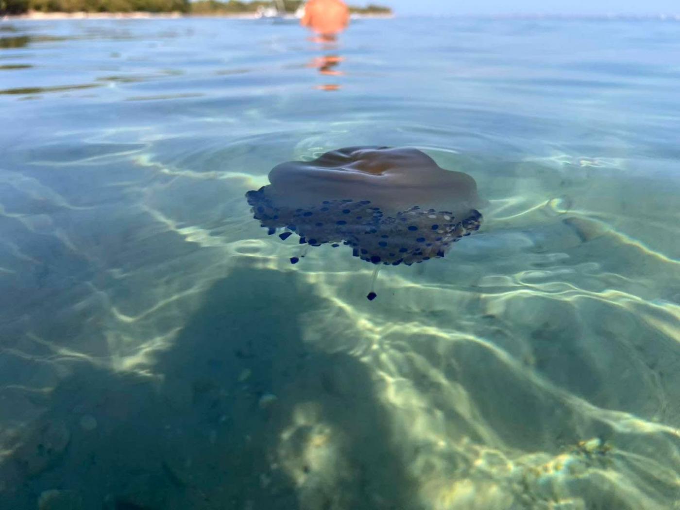 U podmorju zapadne obale Istre ovih dana viđena je mediteranska meduza Cotylorhiza tuberculata, u narodu poznata kao “jaje na oko”