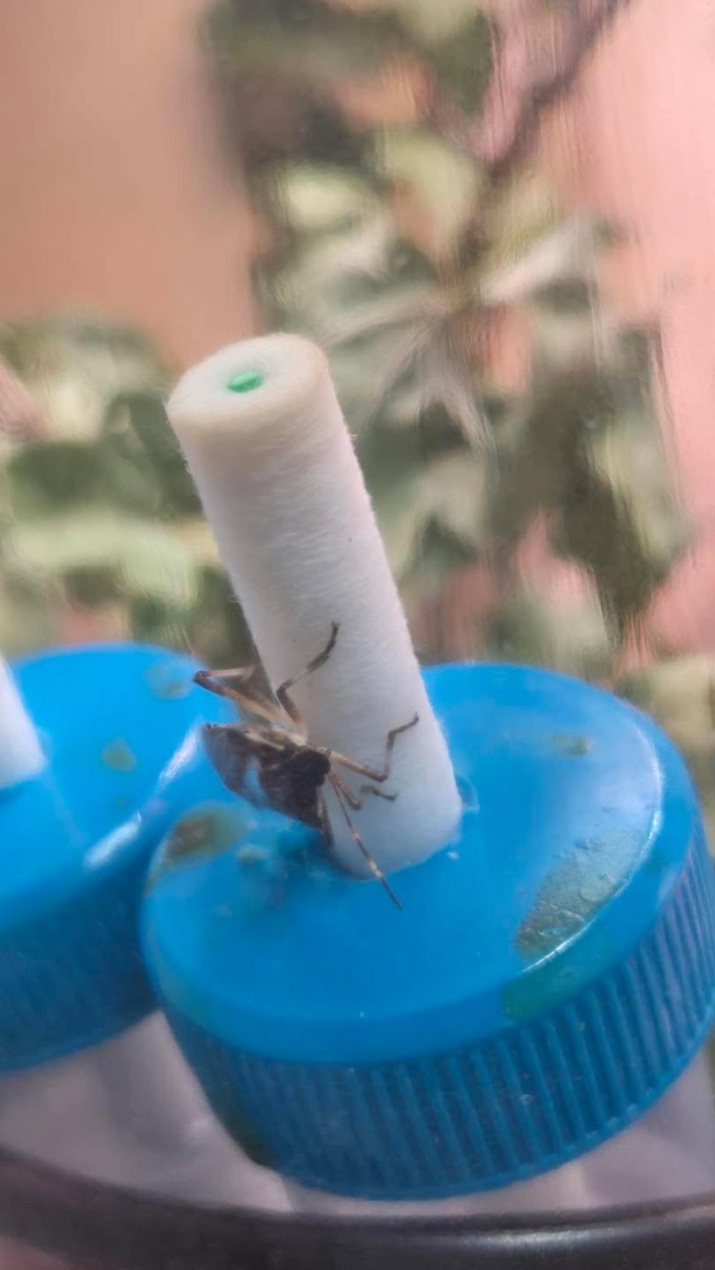 INOVATIVNA ZAŠTITA MASLINA: Institut za poljoprivredu i turizam u Poreču istražio prirodne alternative sintetičkim pesticidima