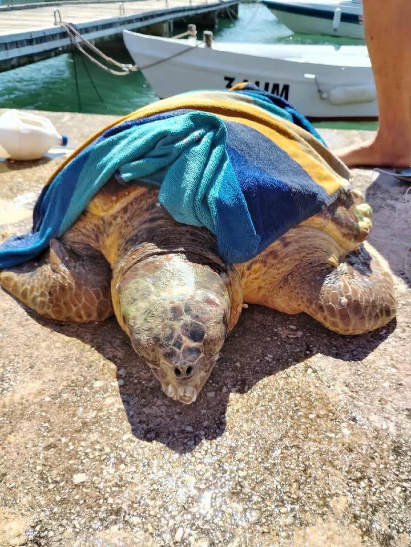 Kornjača Dina pronađena kraj Funtane s udicom u jednjaku stigla u Oporavilište Aquariuma Pula