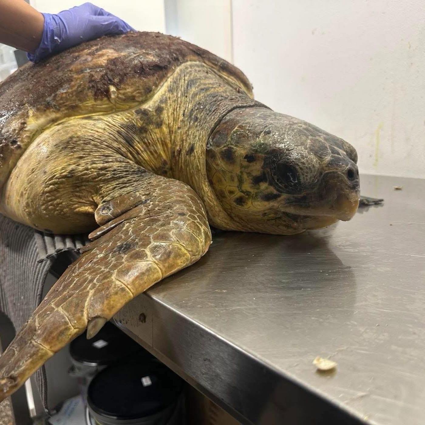 Kornjača Dina pronađena kraj Funtane s udicom u jednjaku stigla u Oporavilište Aquariuma Pula