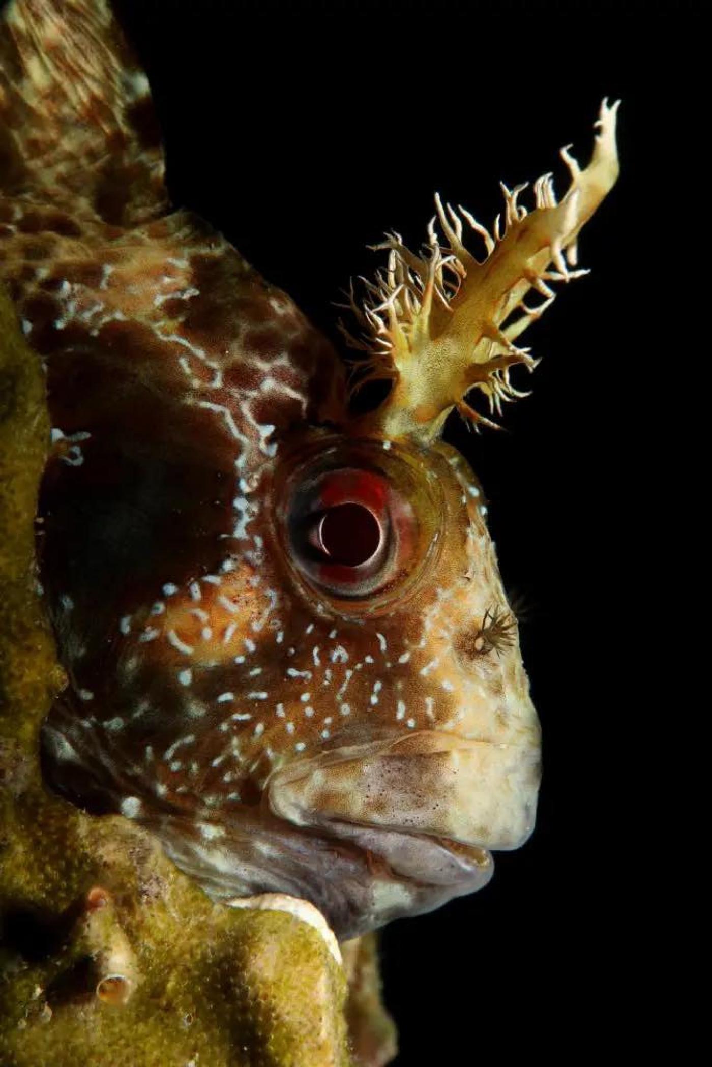 Vrsar je domaćin Otvorenog prvenstva Republike Hrvatske u podvodnoj fotografiji