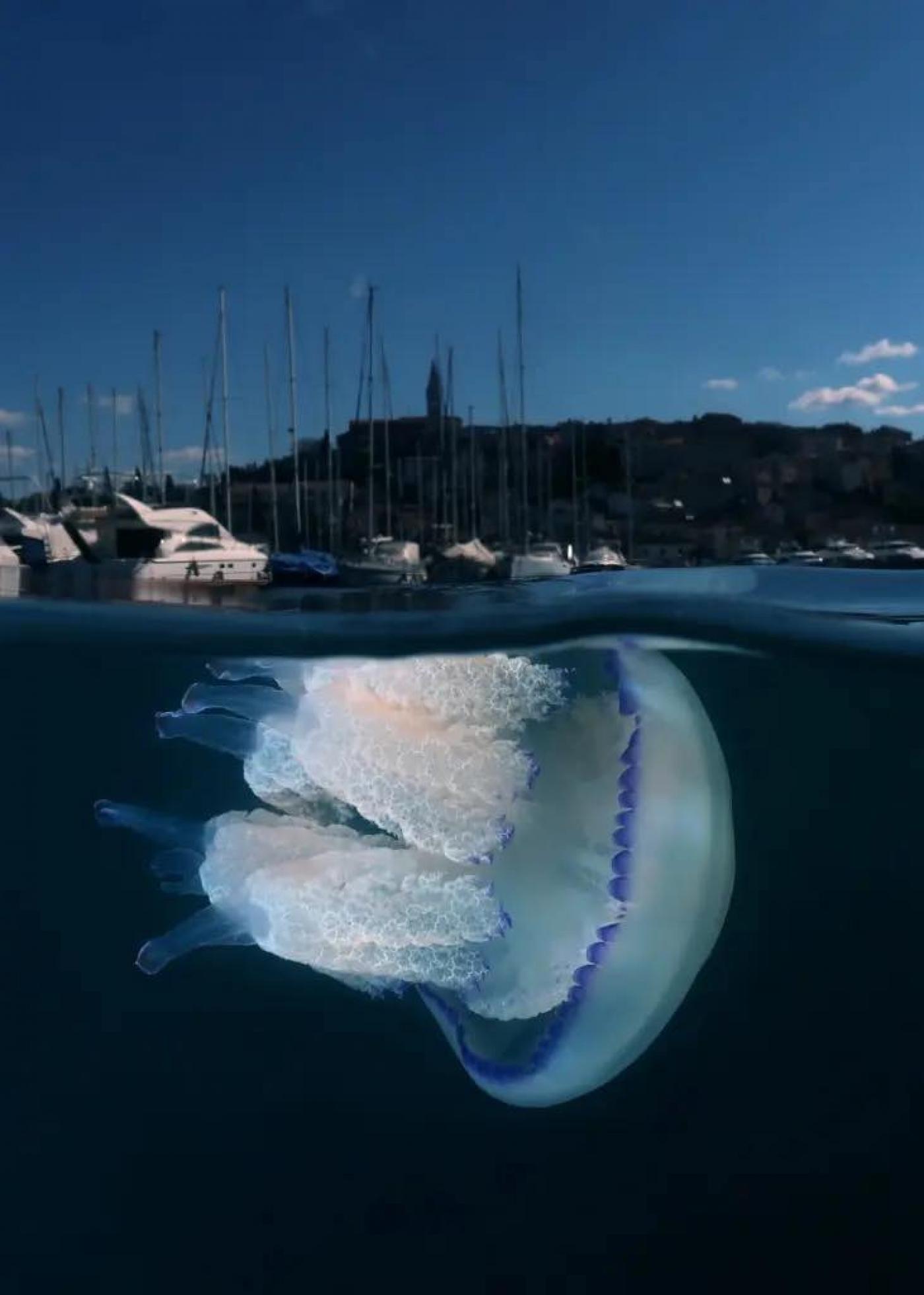 Vrsar je domaćin Otvorenog prvenstva Republike Hrvatske u podvodnoj fotografiji
